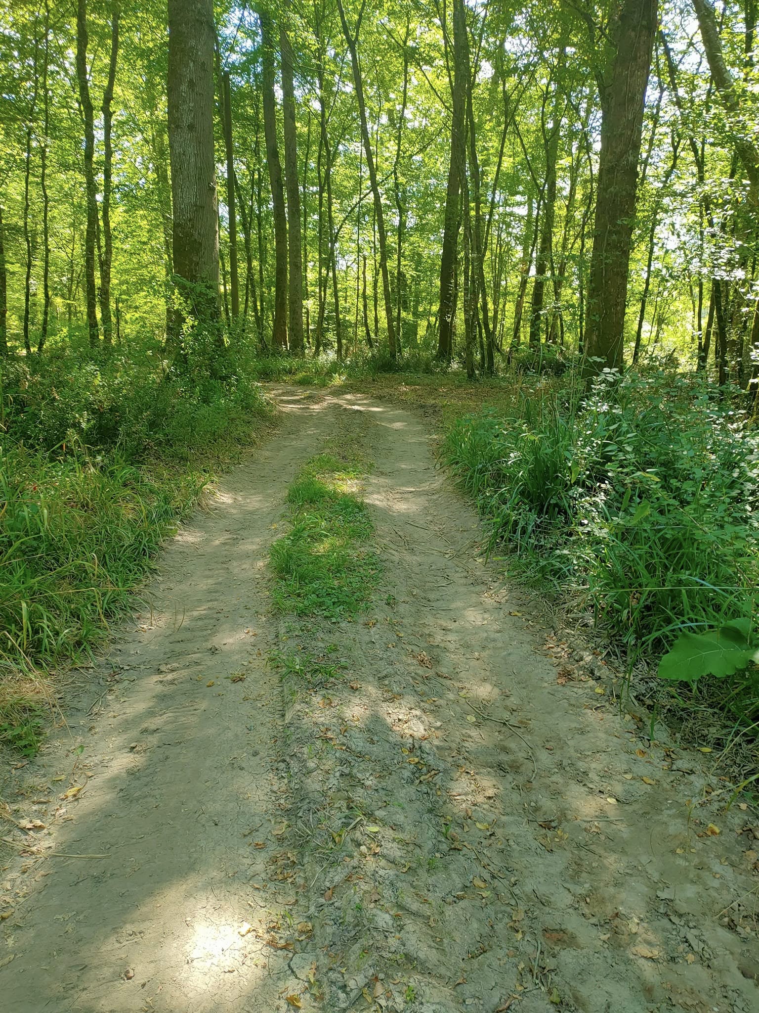 Piste forestière : création et entretien dans les Landes